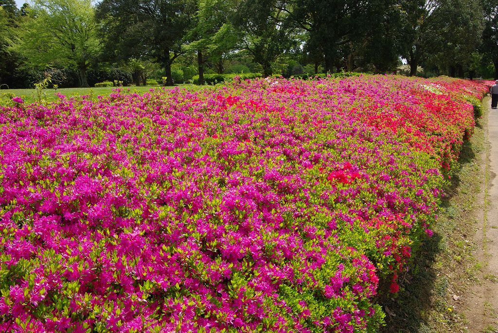 千葉市 昭和の森 自然と遊びとスポーツを楽しむ森